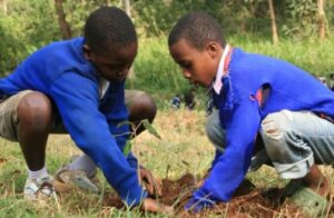 Philips Monitors Forest Report